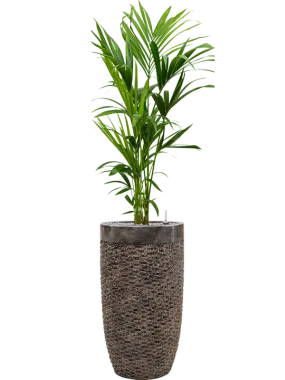 Kentia (Howea) forsteriana in Baq Luxe Lite Universe Layer Office Plant With Pot 167cm Height 32cm Dia