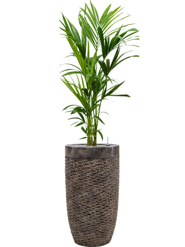 Kentia (Howea) forsteriana in Baq Luxe Lite Universe Layer Office Plant With Pot 167cm Height 32cm Dia