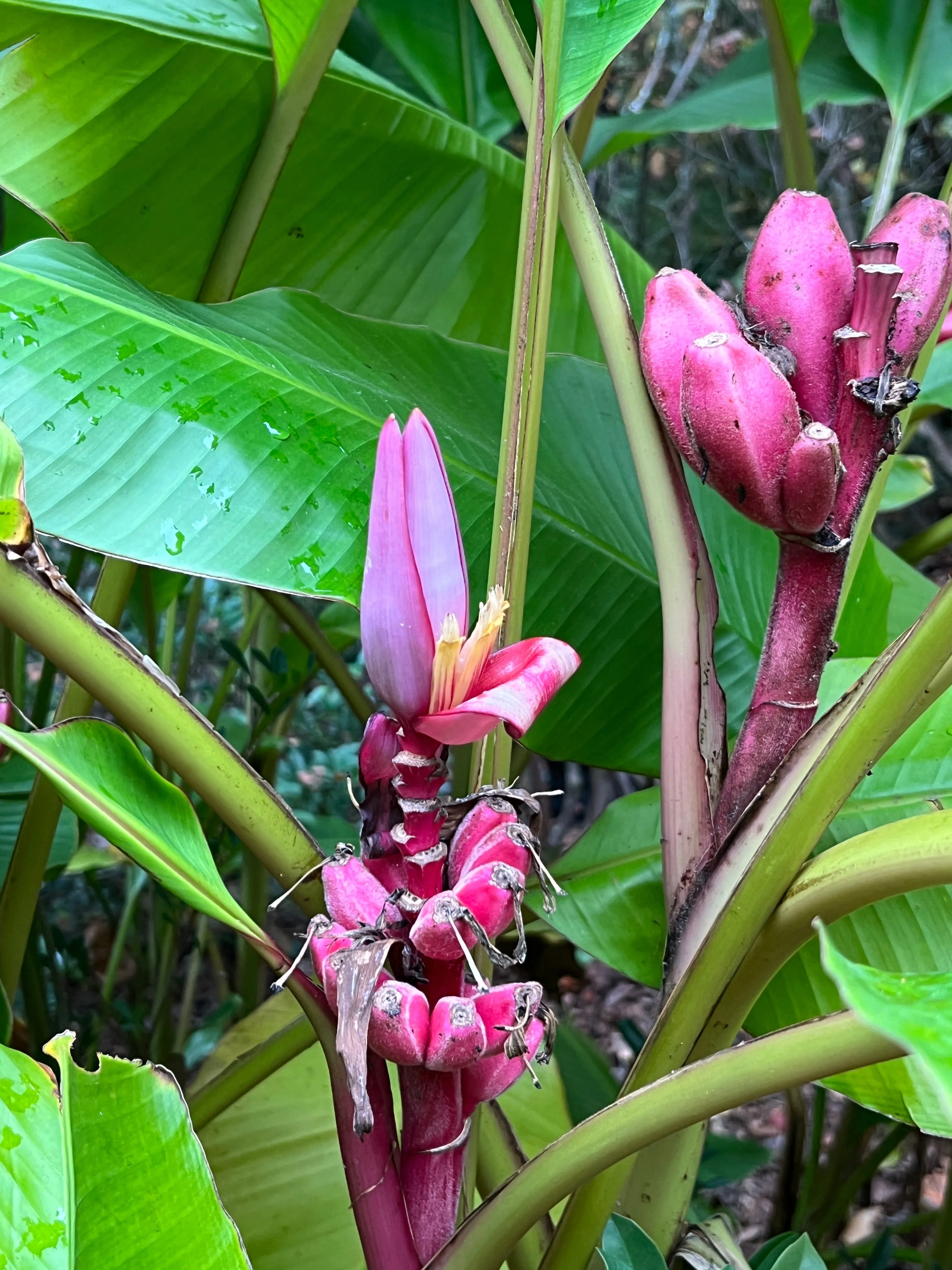 Pink Banana Musa velutina 20 Seeds  USA Company