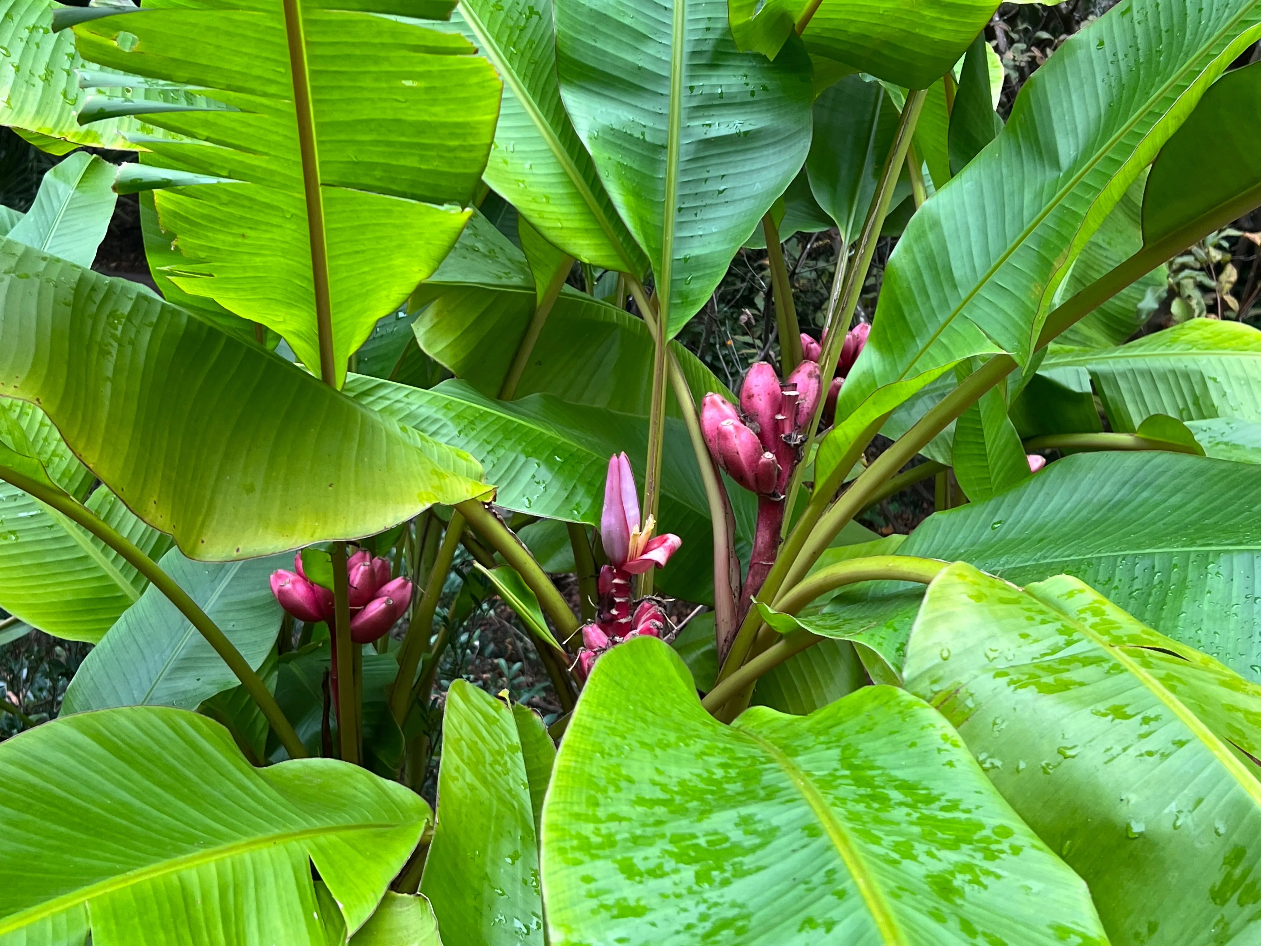 Pink Banana Musa velutina 20 Seeds  USA Company