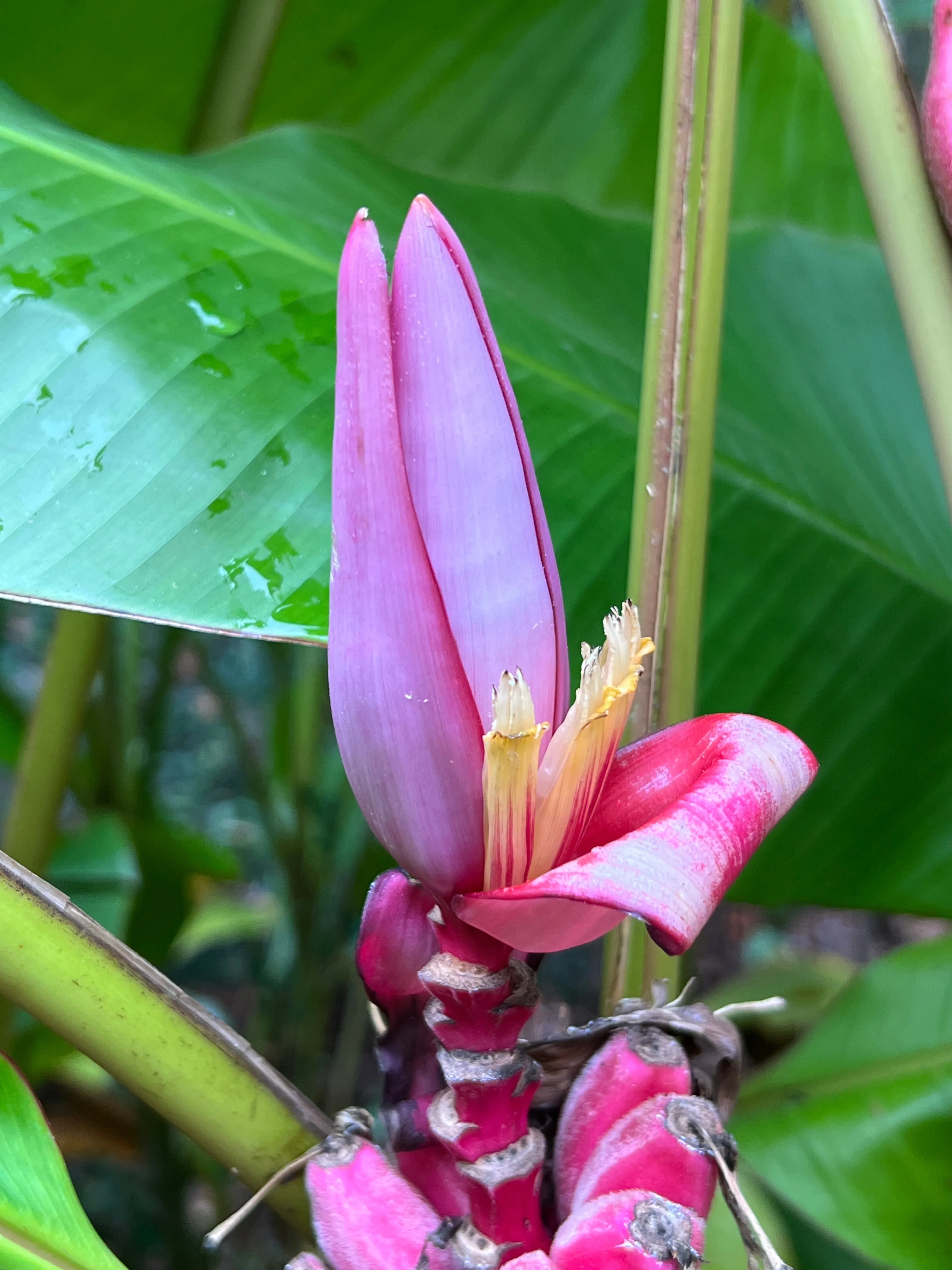 Pink Banana Musa velutina 20 Seeds  USA Company