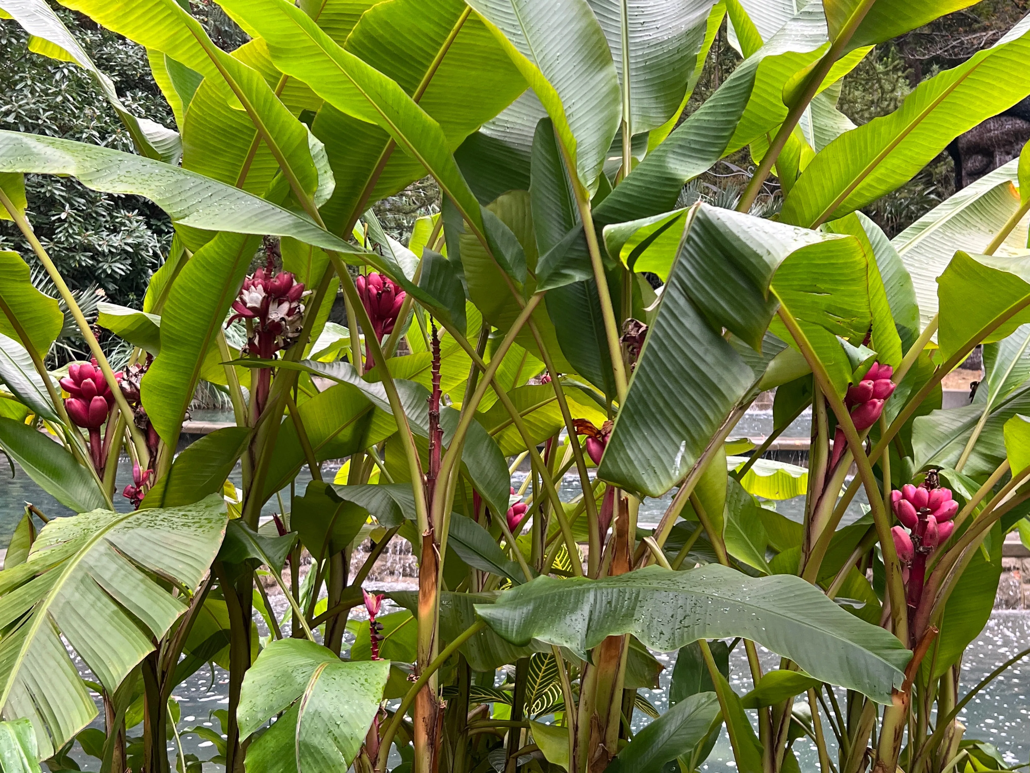 Pink Banana Musa velutina 20 Seeds  USA Company