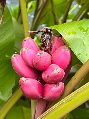 Pink Banana Musa velutina 20 Seeds  USA Company