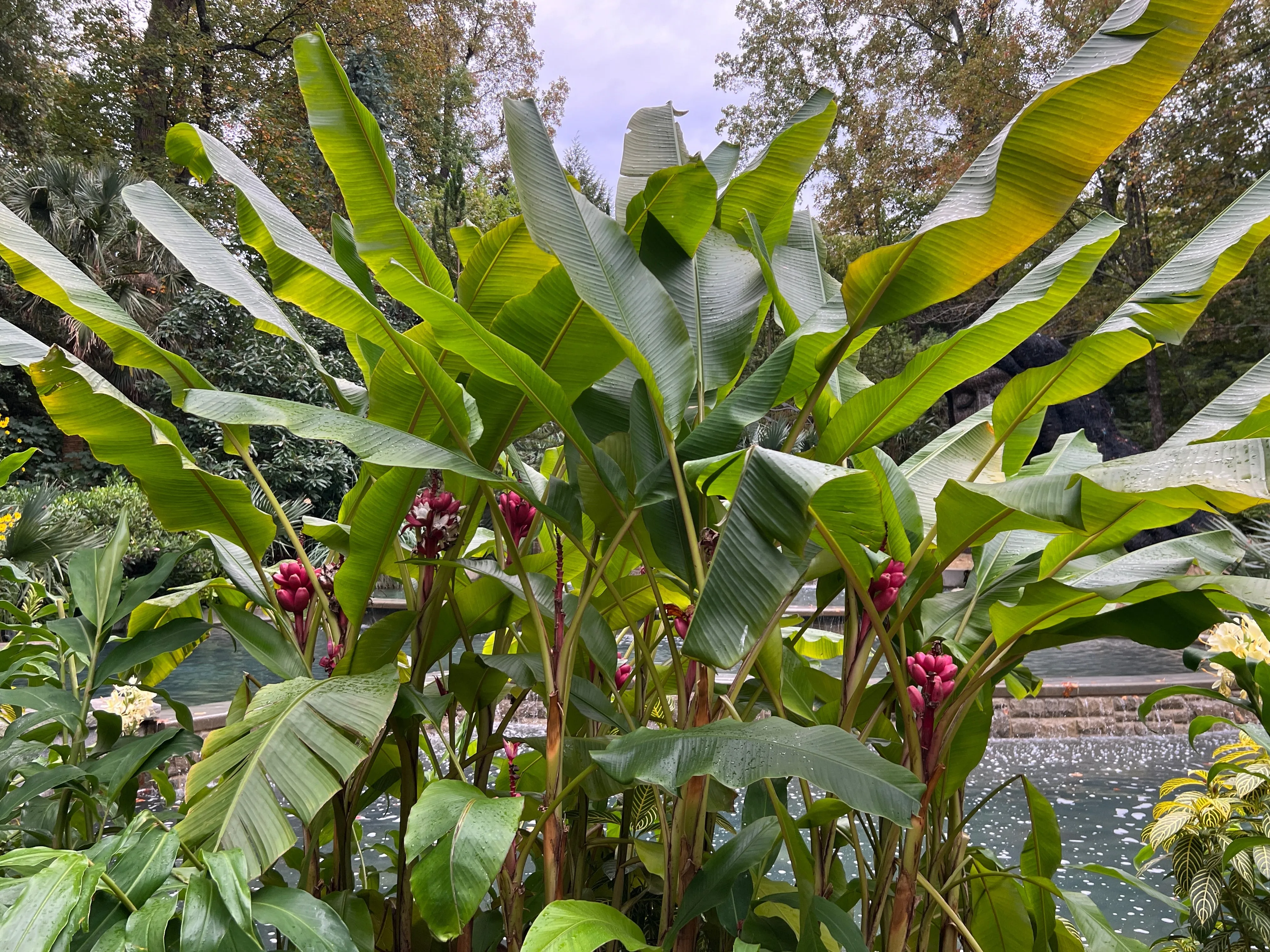 Pink Banana Musa velutina 20 Seeds  USA Company