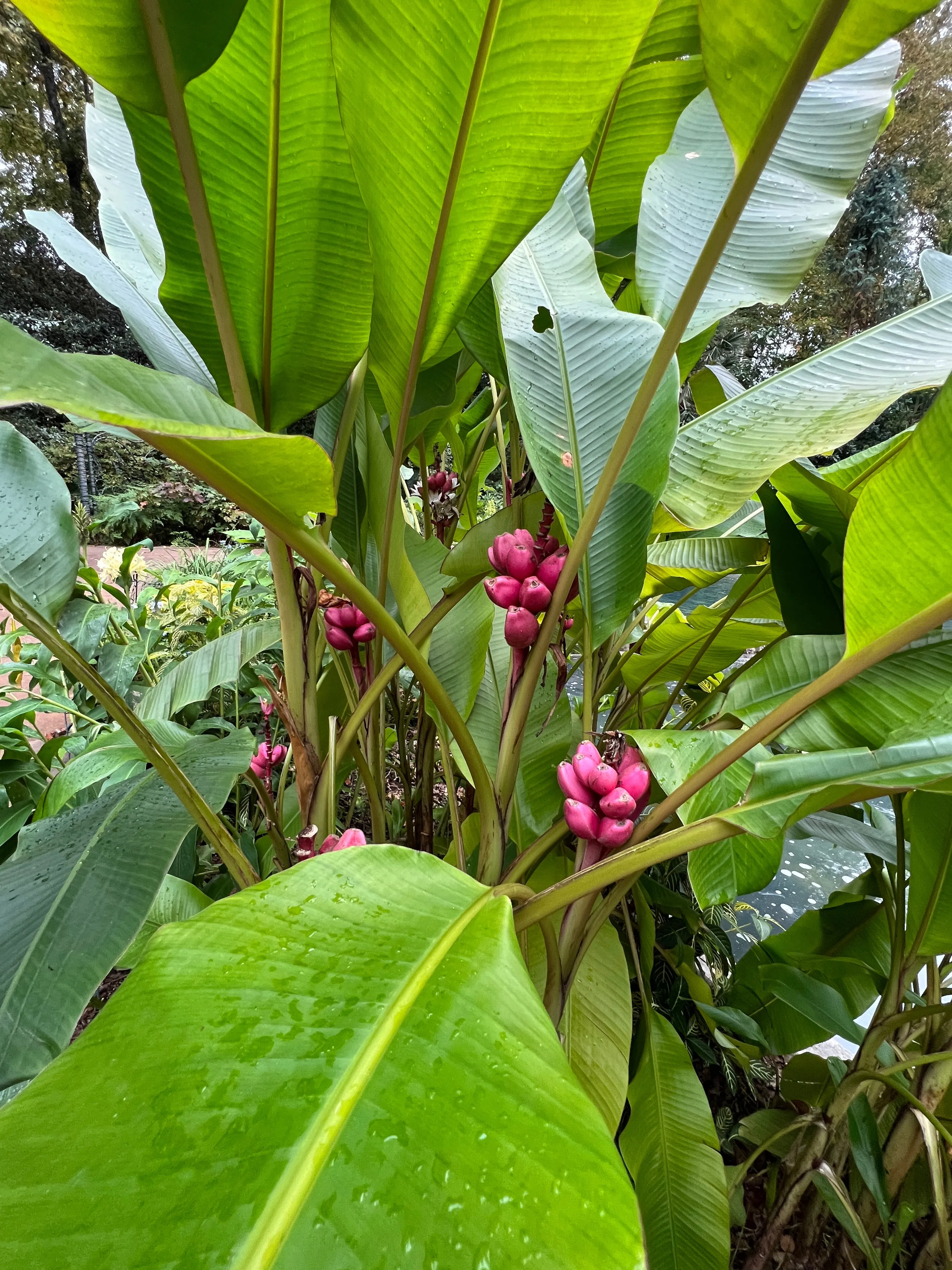 Pink Banana Musa velutina 20 Seeds  USA Company